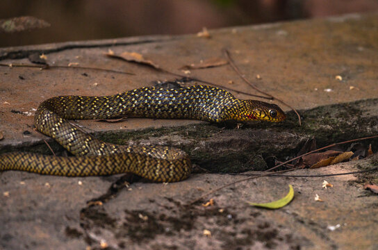 An Oriental Rat Snake (Ptyas mucosa) swallows a large Asian common toad (Duttaphrynus melanostictus). The snake's belly is visibly distended after consuming the toad. This snake is a "farmer's friend"