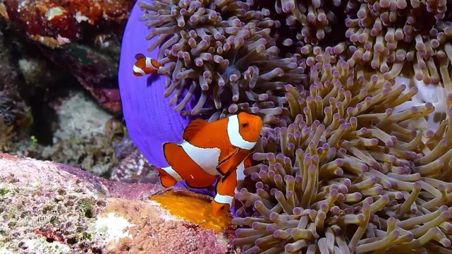 Clownfish near a sea anemone in a tropical saltwater aquarium