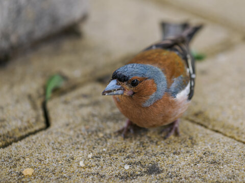 Common chaffinch outdoors on paving stones.