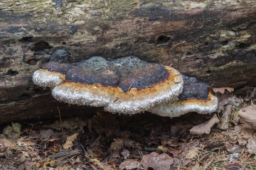 Pniarek obrzeżony (Fomitopsis pinicola) rosnący na martwym drewnie w naturalnym środowisku leśnym. © Henryk Guziak