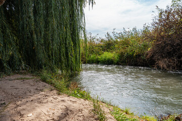 Beautiful river flowing through lush green nature with weeping willow tree branches hanging over a sandy bank on a cloudy summer day. © Dina Luk