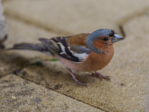Common chaffinch outdoors on paving stones.