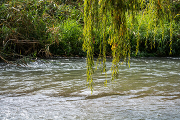 Weeping willow branches hang gracefully in the foreground, framing a peaceful river flowing through lush green banks and wild vegetation on a sunny day. © Dina Luk