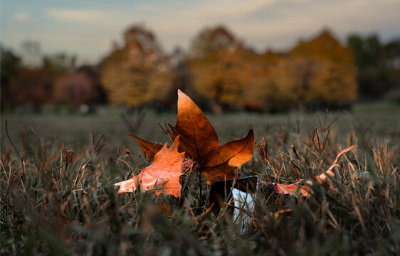 This photograph beautifully captures the autumn leaves resting on the grass, highlighting the vibrant colors of fall against a blurred background of trees, evoking a serene atmosphere. A cell phone li