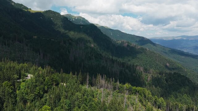 Forest Clearing Hidden in a Carpathian Valley
