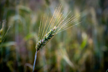 Żyto, kłoś , natura, polska, wieś, © Maciej G. Szling