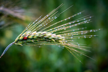 Żyto, kłoś , natura, polska, wieś, © Maciej G. Szling