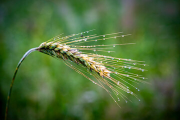 Żyto, kłoś , natura, polska, wieś, © Maciej G. Szling
