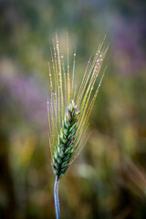 Żyto, kłoś , natura, polska, wieś, © Maciej G. Szling