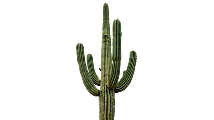 Green wild saguaro cactus desert plant botany ecology nature environment isolated on transparent background © Felix