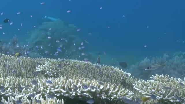 Small Reef Fish Moving Across Layered Table Coral. Broad hard-coral tables overlap across the reef while small fish move between the layers and through clear water.