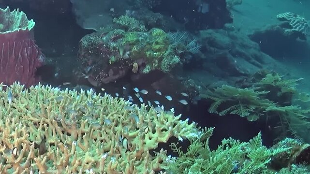 Branching Coral Beside Green Reef Growth Underwater. Hard-coral branches and green reef growth share the frame while small fish move through the mixed underwater habitat.