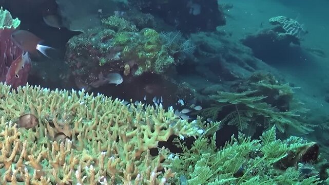 Branching Hard Coral and Green Reef Growth Underwater. The scene pairs dense branching hard coral with green marine growth and nearby reef fish in clear water. The surrounding reef remains visible.