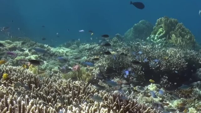 Underwater Reef Scene with Mixed Corals and Small Fish. Small fish travel across a varied coral landscape while hard-coral structures and reef growth fill the foreground.