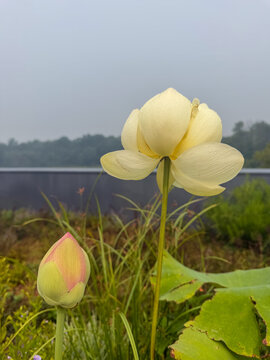 Pale yellow lotus flower and bud growing in wetland