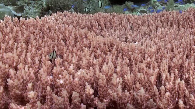 Blue Reef Fish Moving Across Pink Branching Coral. Small blue fish move across the pink branching coral, highlighting the dense colony and active reef life above it.