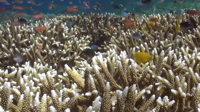 Branching Coral Habitat with Numerous Swimming Reef Fish in Blue Water. The coral field fills the lower frame while many reef fish swim above it, showing schooling movement over natural habitat.