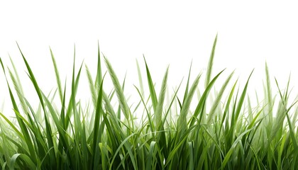 Fototapeta premium Close-up view of lush green grass blades and delicate grass seed heads arranged naturally across the frame with a bright white background and soft lighting.