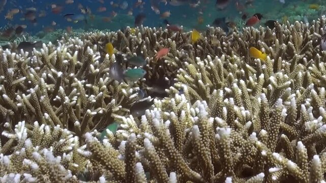 Small Reef Fish Moving Above a Branching Coral Field in Blue Water. Branching hard coral fills the foreground as small fish pass through the reef and nearby blue water.