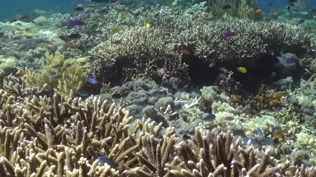 Colorful Reef Fish Across a Mixed Underwater Coral Scene Across the Reef. The composition combines mixed coral formations and passing reef fish, showing layered underwater habitat in clear water.