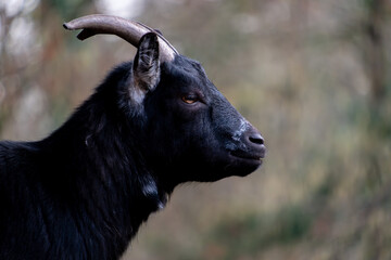 Profile portrait of a black goat with curved horns on a blurred background © Nicolas