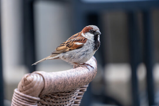 House sparrow perched on a wicker chair with blurred background