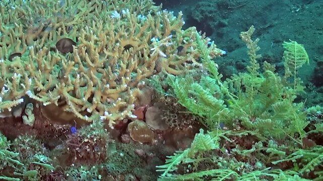 Underwater Reef with Branching Coral and Green Marine Growth. The scene pairs dense branching hard coral with green marine growth and nearby reef fish in clear water.