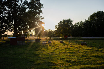 Sheep grazing in a meadow at sunset with sun rays through trees © Nicolas