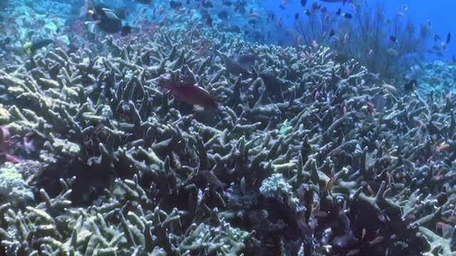 Schooling Reef Fish Swim above Branching Coral in Blue Water. An underwater view with cool blue tones shows fish moving with visible reef structure, documenting marine habitat and biodiversity.