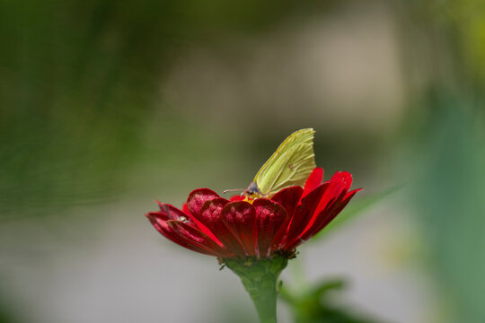Brimstone butterfly, feeding on a vivid red zinnia flower, with its pale yellow-green wings contrasting beautifully against the deep red petals and soft natural background. 