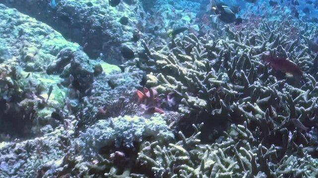 Dense Schooling Reef Fish Swim around Branching Coral in Blue Water. An underwater view with cool blue tones shows fish moving with visible reef structure, documenting marine habitat and biodiversity.
