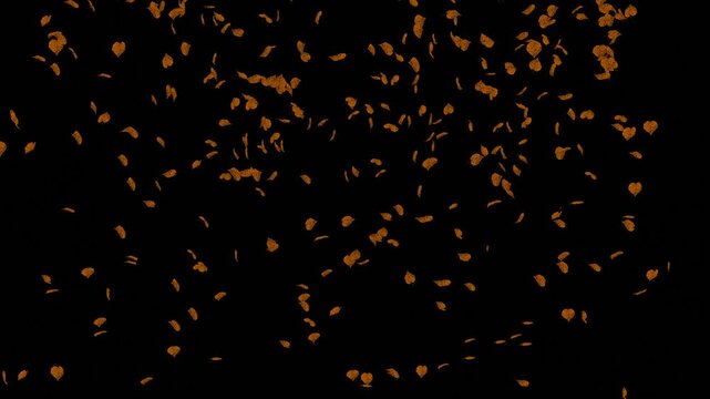 Falling maple and beech autumn leaves overlay with alpha channel transparent background. Seamlessly loopable 3D animation motion graphics element of fall foliage for video editing.