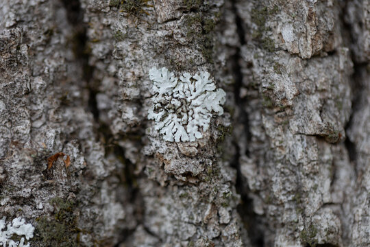 white lichen growing on textured tree bark in close-up