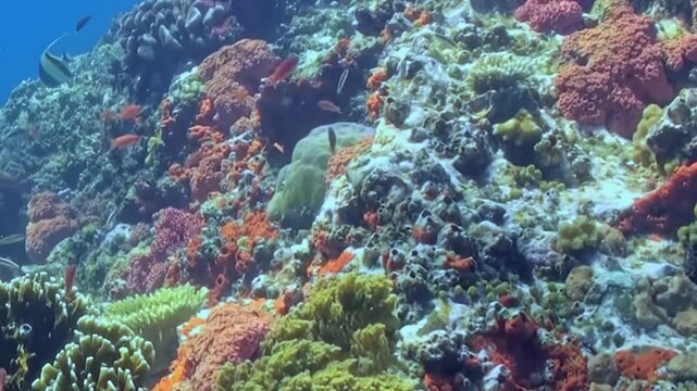 Small Reef Fish Swim around a Coral Reef. A well-lit underwater view emphasizes coral texture and warm coral tones as fish move through the reef, documenting marine habitat and biodiversity.
