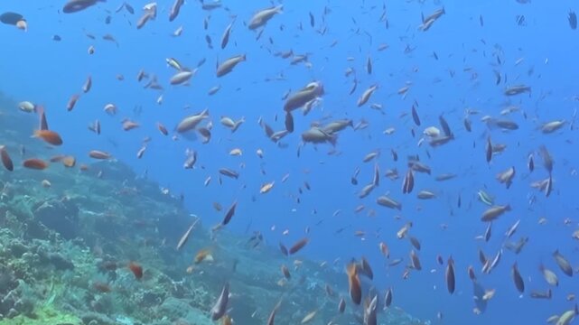 Small Schooling Reef Fish Swim above a Coral Reef in Blue Water. The underwater scene shows fish moving with blue water and reef structure, documenting natural marine habitat and biodiversity.