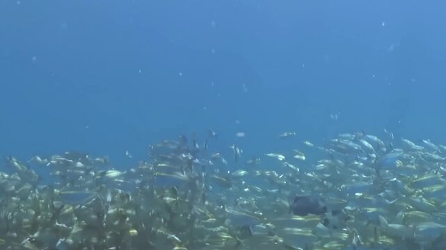 Yellow Schooling Fish Swim around a Coral Reef in Blue Water. The underwater scene shows fish moving with blue water and reef structure, documenting natural marine habitat and biodiversity.