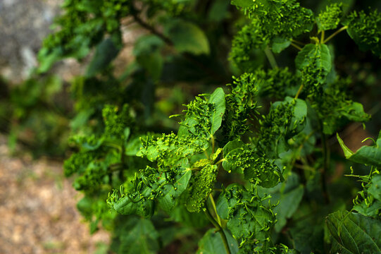 Aerial view of a plant with distorted leaves showing signs of gall infestation in the Lamingo area of Jos, Plateau, Nigeria.