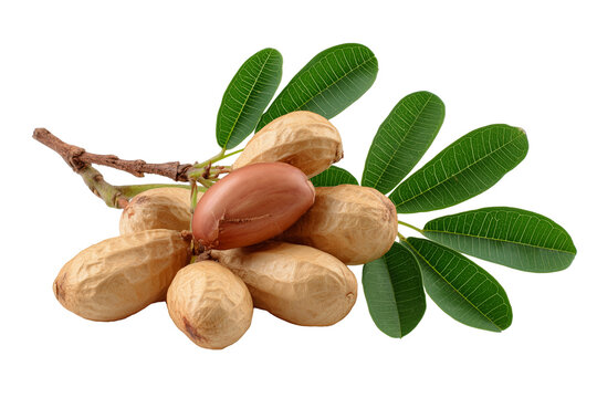 Argan nuts in shells with green leaves isolated on white background argan oil nut shells cosmetic oil botanical element argan fruit raw nuts