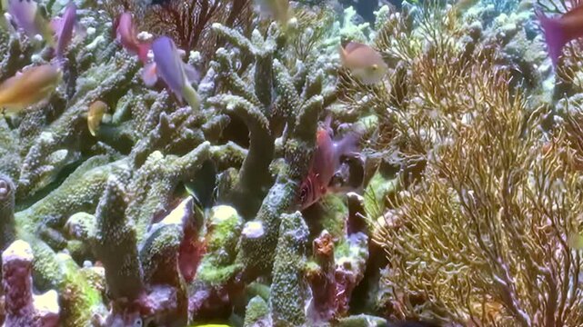 Schooling Reef Fish Swim over Branching Coral. A well-lit underwater view shows coral texture and warm coral tones with fish moving through natural reef habitat and marine biodiversity.