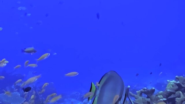 Large Reef Fish Swim around a Coral Reef in Blue Water. A subdued underwater view with cool blue tones shows fish moving with visible reef structure, documenting marine habitat and biodiversity.