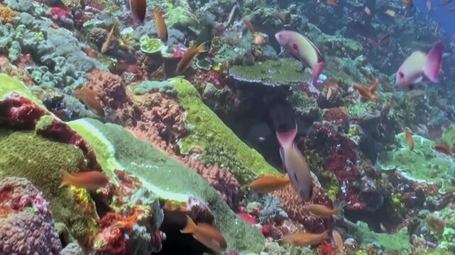 Reef Fish Glide above a Coral Garden. An underwater view emphasizes coral texture and warm coral tones as fish move through the reef, documenting marine habitat and biodiversity.