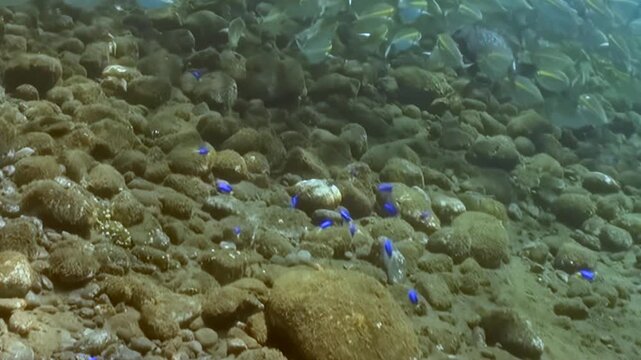 Schooling Reef Fish Swim above the Reef Seabed. An underwater view shows coral texture and green-blue reef tones with fish moving through natural reef habitat and marine biodiversity.