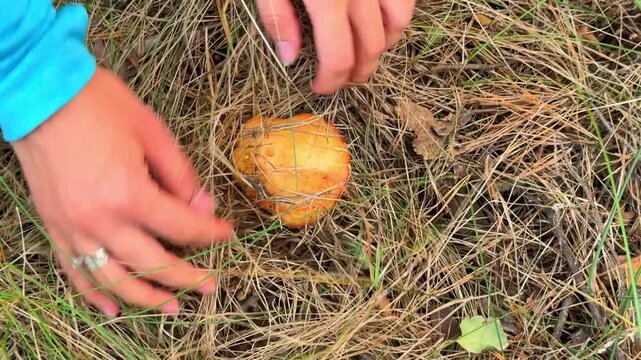 Hands cutting Suillus mushroom with knife while foraging in forest. Careful mushroom picking represents seasonal harvesting and gathering wild food from nature