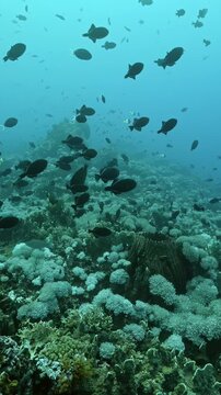 Colorful Reef Fish Gliding Through Coral Habitat with Schooling Fish. Schools of reef fish move above coral formations while blue water and reef detail remain visible.