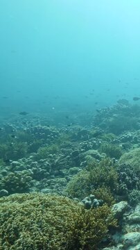 Colorful Reef Fish Gliding Through Vibrant Reef Structures Underwater. Reef fish move above coral formations while blue water and layered reef textures remain visible.