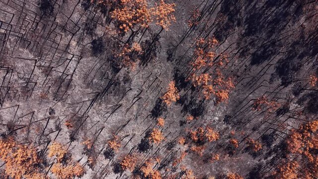Top-down view of a burned forest landscape showing charred tree trunks, ash-covered ground, and patches of orange scorched foliage following a devastating wildfire