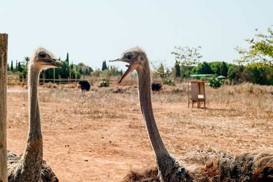 Close-up of two ostriches with long necks in a dry, sunny outdoor enclosure, one with its beak open, at a wildlife park
