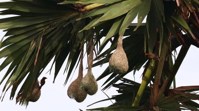 Baya Weaver Birds Building Nests in Palm Tree &ndash; 4K Wildlife Video. Baya Weavers are well known for their elaborate woven nests, particularly during the breeding season.