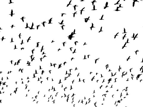 Large flock of birds flying in silhouette formation