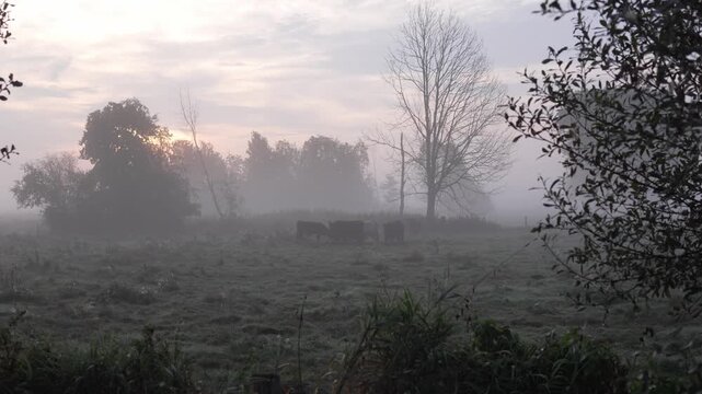 Misty morning settles over quiet pasture. Cows graze softly, unaware of the dew. Sun rises, painting sky in soft blush tones. Trees stand hushed, veiled in morning's breath. Frost glistens on grass